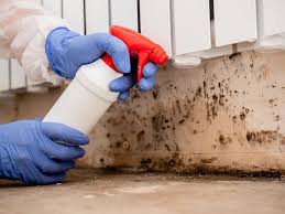 Best Basement Mold Removal in Hudson, IA